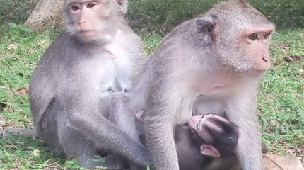 Newborn Baby Monkey With Mother Eating Lotus Fruit
