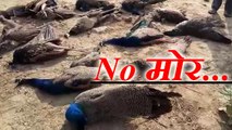 VIDEO: उत्तर प्रदेश में मारे जा रहे हैं मोर, राष्ट्रीय पक्षी की सुरक्षा में भारी चूक
