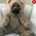 Peluş ayı kostümü giyen köpek
