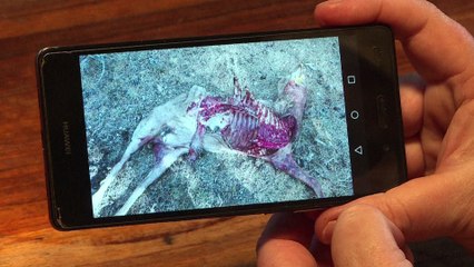 France : le loup, bête noir des éleveurs de brebis