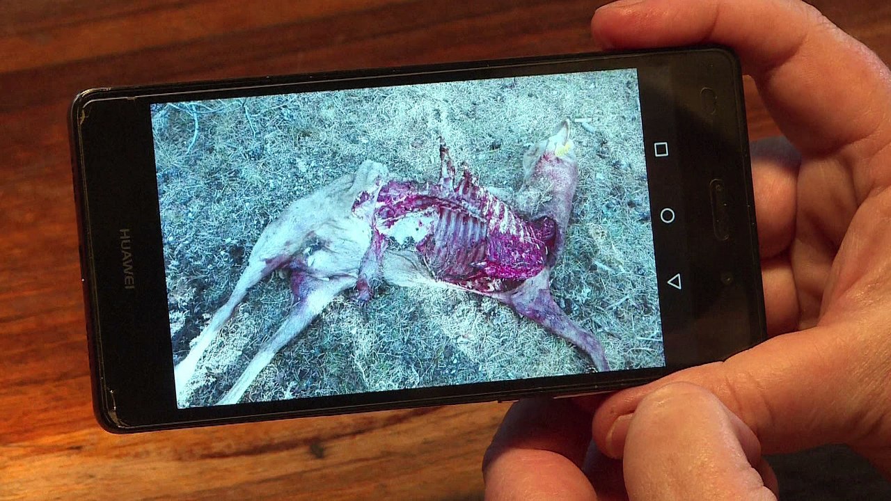 France : le loup, bête noir des éleveurs de brebis