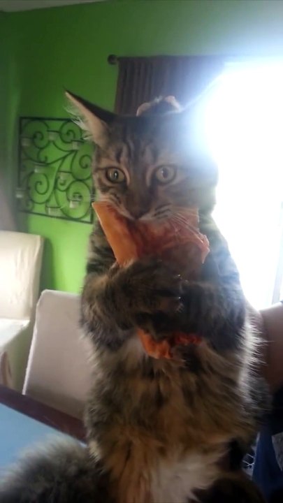 Oui, ce chat aime beaucoup la pizza