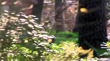 Sofia, Zeus’tan Kaçmaya Çalışıyor - Adanalı 15.Bölüm