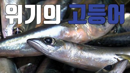 [자막뉴스] 꽁치 아닙니다...고등어 맞아요 / YTN