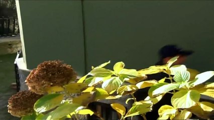 Maraz Ali Dağ evine getiriliyor! - Adanalı 45.Bölüm