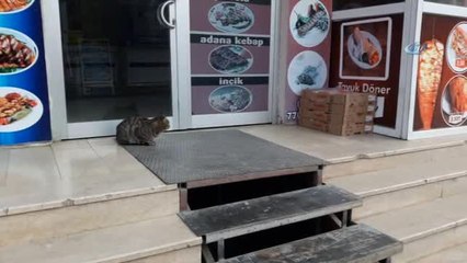 Lokantanın Maskotu Olan Kedi, Tavuk Etleri İçin Nöbet Tutuyor