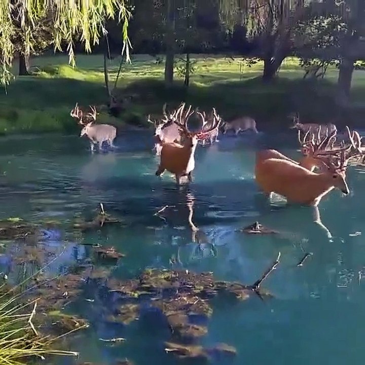 Des dizaines de cerfs traversent un étang aux eaux limpides... Magnifique