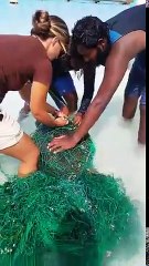 Sauvetage de 2 tortues de mer prisonnières d'un filet de pêche !