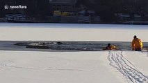 Coincé au milieu d'un lac gelé ce chien est sauvé par les pompiers !