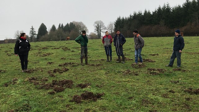 Dégâts de sangliers sur les prairies