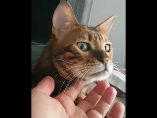 Video herunterladen: Bengal Cat Lifts Chin Like Old Man When Getting Scratched