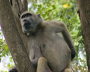 My Baby Can Talk Sharing Signs part 1