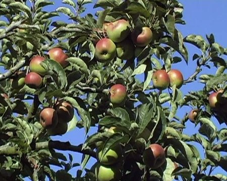 My Baby Can Talk Sharing Signs part 3