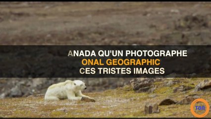 Les tristes images d'un ours polaire affamé et affaibli choque la Toile