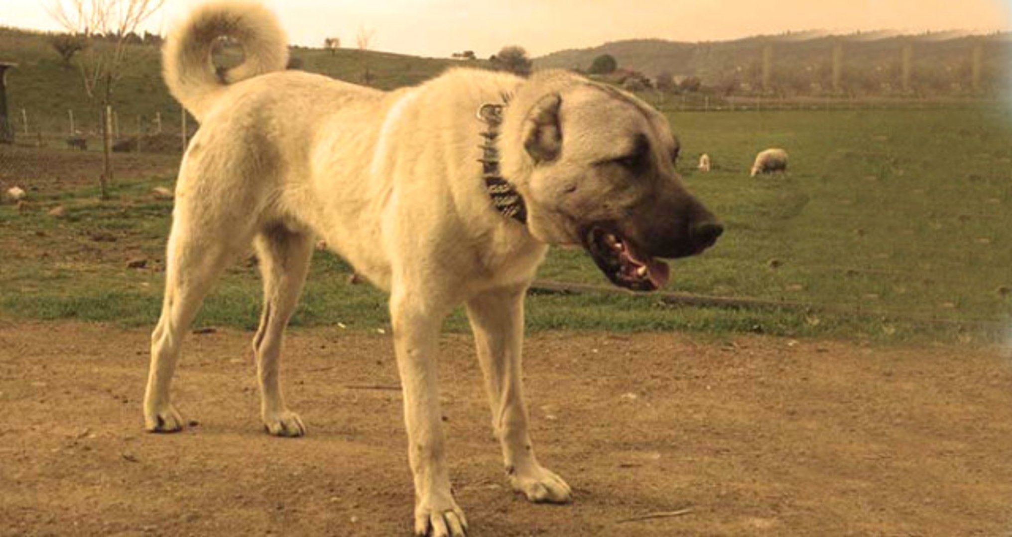 Erzincan'da Kangal Köpeği Annesi Ölen Yavru Kediyi Emziriyor ...