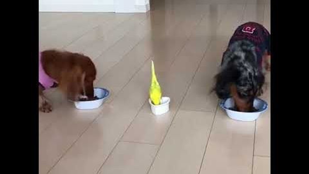 Un oiseau court pour manger sa gamelle avec les chiens