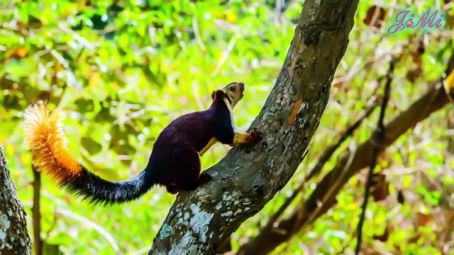 Kỳ lạ loài sóc khổng lồ khi gặp nguy hiểm là bị đóng băng