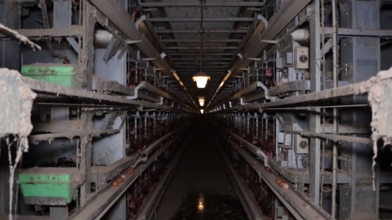 L214 : La nouvelle vidéo choc de l’association sur l’élevage des poules en cages (Vidéo)