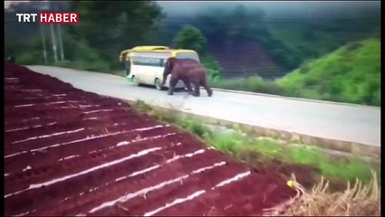 Çin'in Yunnan eyaletinde, fil otobüse ve kamyonete saldırdı