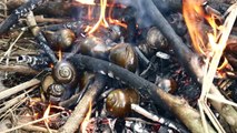 Real life living in forest  Cooking lake Snails for food