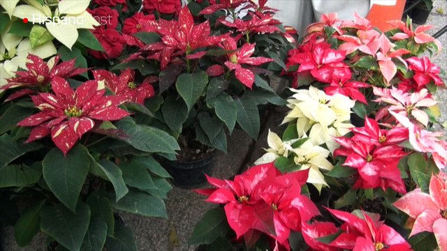La flor silvestre de Nochebuena adorna la Navidad en México