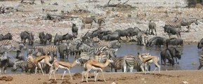 Les 5 plus belles réserves d'Afrique