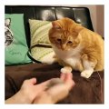 Ce chat devine à chaque fois dans quelle main est le jouet !