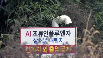 영암 AI 오리 농장, 새끼 18만 마리 분양...확산 우려 / YTN