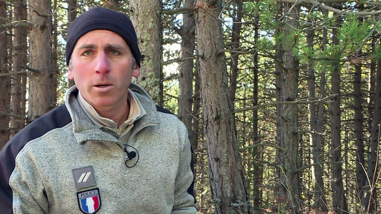 French sheep farmers face losses as wolves make a comeback