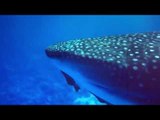 Divers Swim With Stunning Whale Shark Near Maui