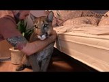 Sneaky Puma Refuses to Take His Vitamins