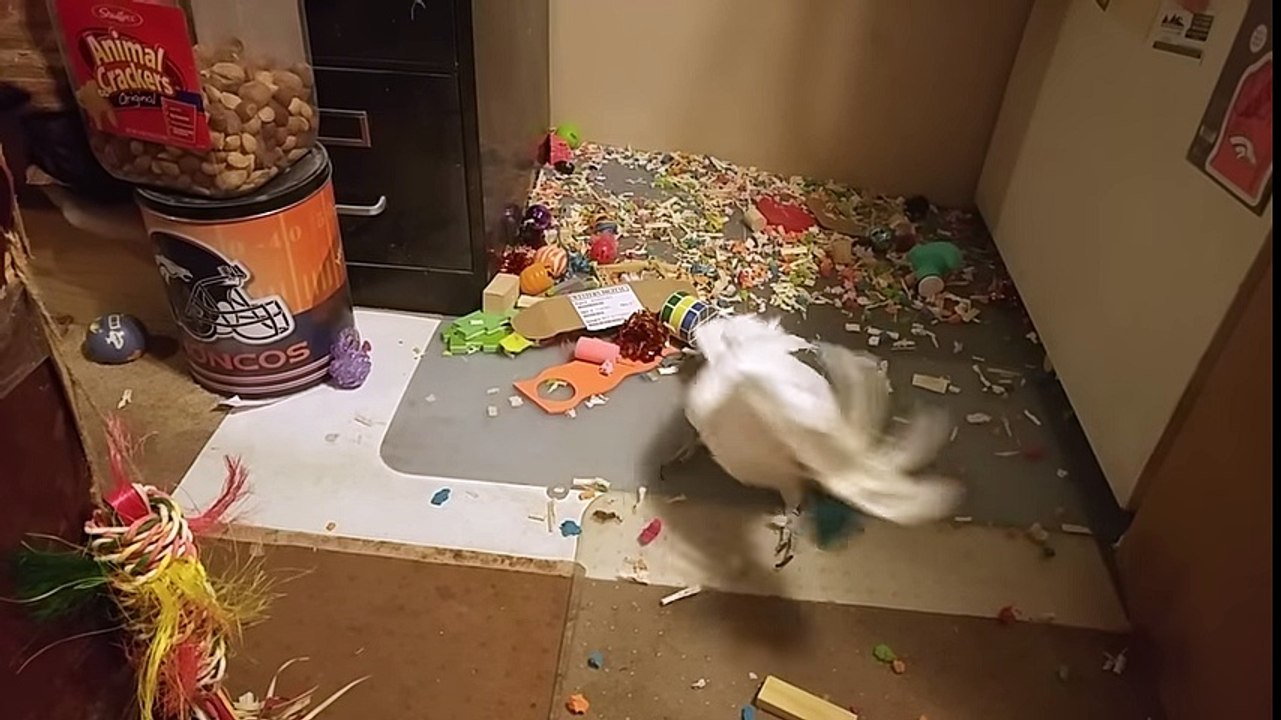 Cockatoo Can't Stop Laughing
