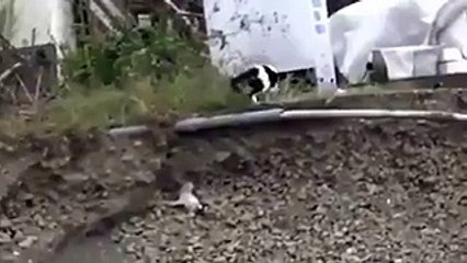 this cat saved a puppy stuck in a ditch