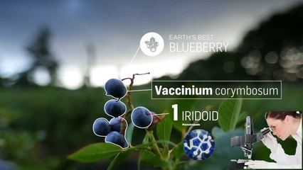 DISCOVERING EARTH'S BEST BLUEBERRY - No1