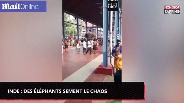 Inde : Des éléphants sèment le chaos lors d’une fête religieuse, un mort et plusieurs blessés (vidéo)