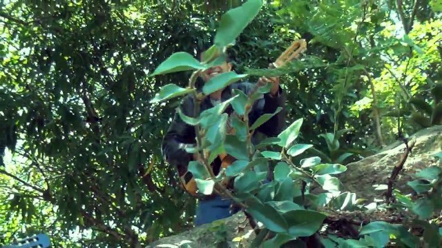 Musica Campesina - Se Llego la Hora (Francisco Ramirez) - Los Hermanos Ramirez Del Tesoro Junto A Yonny Casanova - Jesus Mendez Producciones