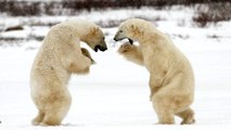 Melting Arctic: Hungry polar bears threaten tourist town in Canada