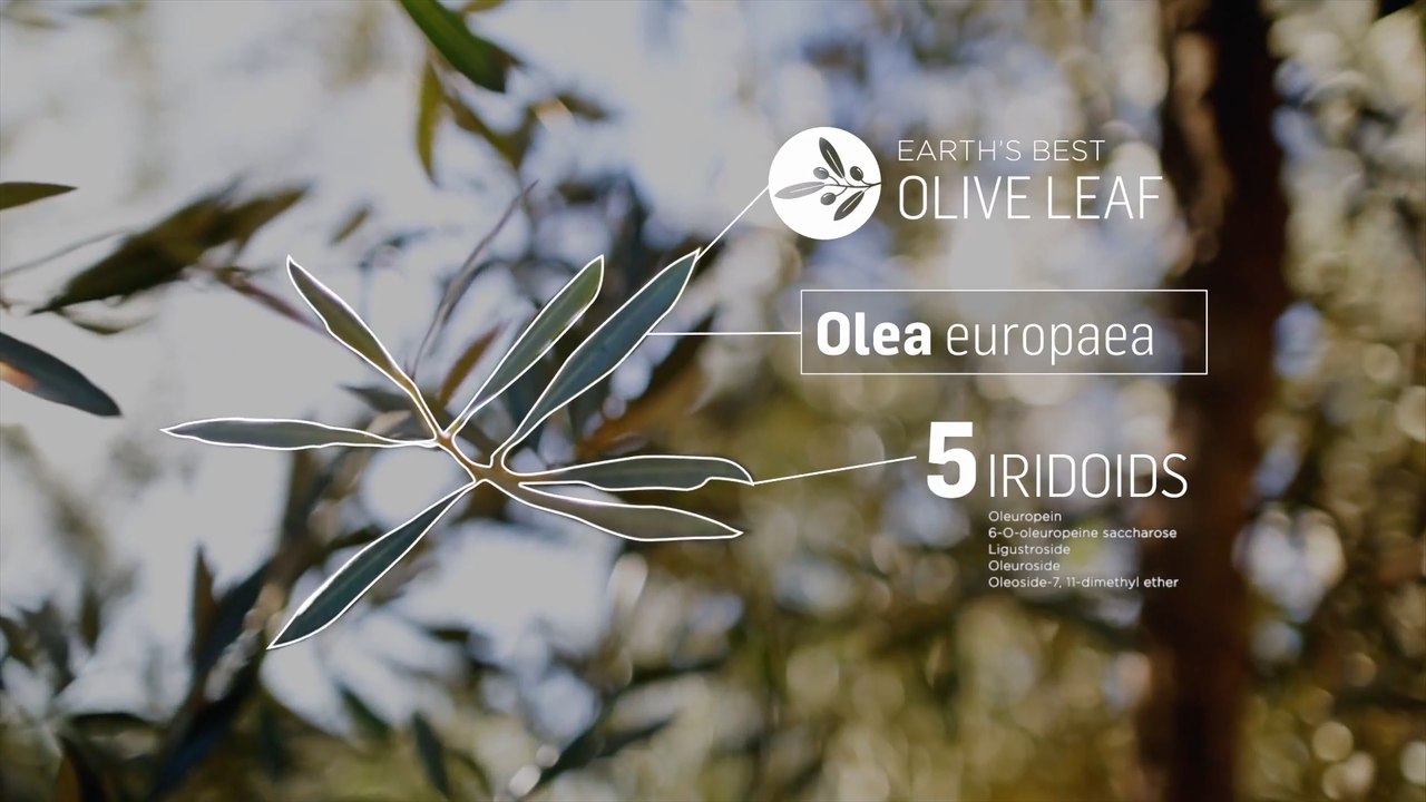 LOCATING EARTH'S BEST OLIVE LEAF - No2