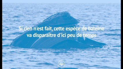 Cette espèce de baleine va bientôt disparaitre si rien n'est fait