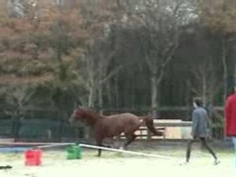 cheval saut d'obstacle Espri hunter jumper horse free jump