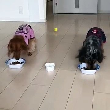 Cet oiseau adorable accourt pour manger sa gamelle avec les chiens