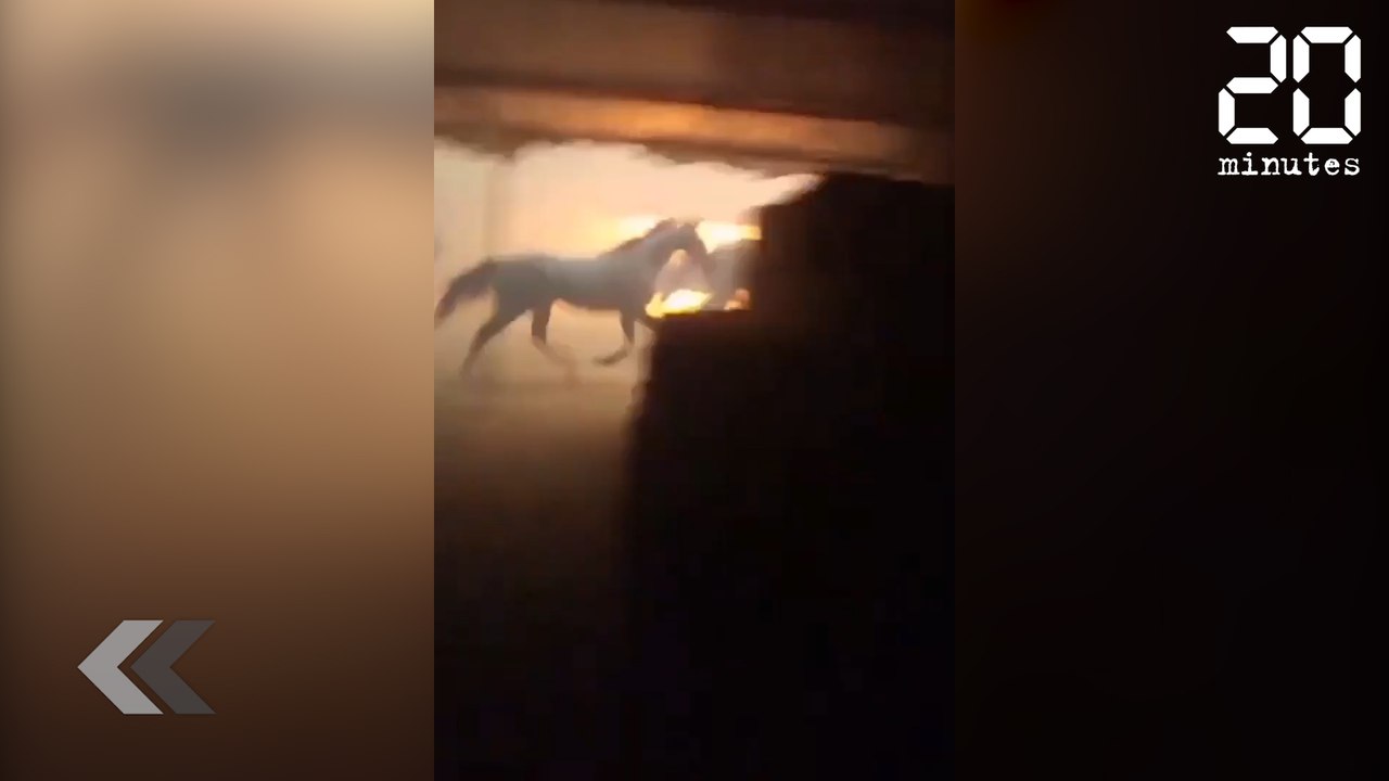 Il sauve des chevaux d'un terrible incendie ! - Le Rewind du lundi 11 décembre 2017