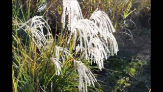 A Bell Weather Plant....Ornamental Grasses