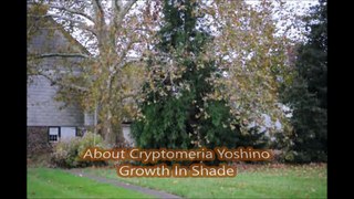 About  trees that  grow in Partial Shady Locations and are Deer Resistant...Cryptomeria Yoshino