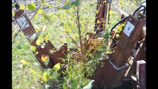 About...The River Birch Trees...How They are Dug