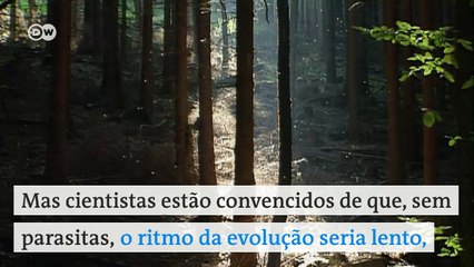 Descargar video: Você quer mesmo exterminar os mosquitos?