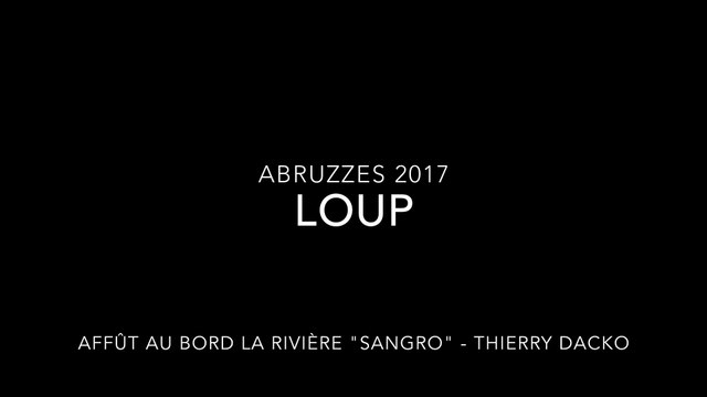 Loup rivière Sangro Abruzzes (Italie) septembre 2017