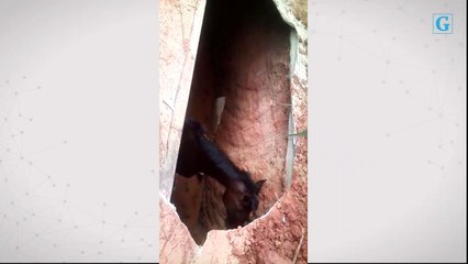 Cavalo cai dentro de foça em Cachoeiro de Itapemirim