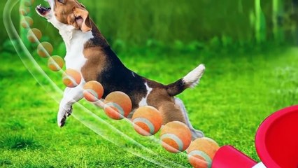 10 اختراعات طريفة للحيوانات الأليفة