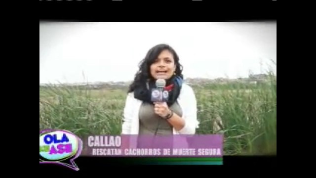Perros peruanos que necesitan ayuda en el Callao - Peru
